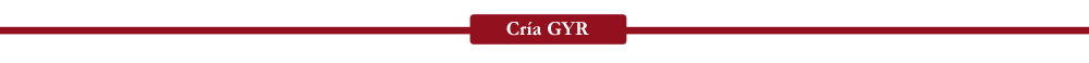 Cría GYR