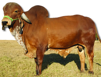 Cría GYR